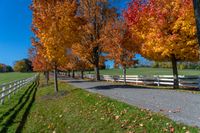 a white fence and grassy field surrounded by colorful fall trees and leaves in the ground