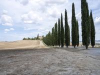 a dirt field with several trees lined up on one side of the road and on the other