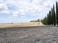 a dirt field with several trees lined up on one side of the road and on the other