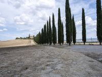 a dirt field with several trees lined up on one side of the road and on the other