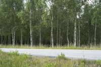 a bear standing in the grass next to a road near some trees and a road with no one on it