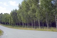 a tree lined country road is curving around the curve of trees in a forest filled area