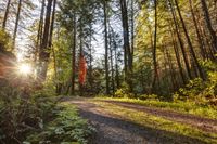 Scenic Road through Temperate Forest in Bellingham, Washington