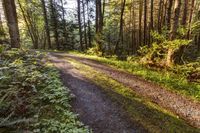 Scenic Road through Temperate Forest in Bellingham, Washington