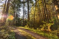 Scenic Road through Temperate Forest in Bellingham, Washington