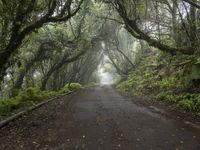 a long country road is surrounded by green vegetation and some foggy trees and moss