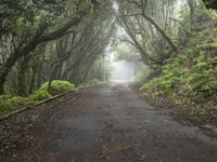 a long country road is surrounded by green vegetation and some foggy trees and moss