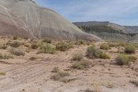 a barren area has many rocks in it and brush on the ground, with one thing out on the edge