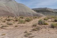 a barren area has many rocks in it and brush on the ground, with one thing out on the edge