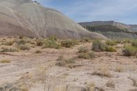 a barren area has many rocks in it and brush on the ground, with one thing out on the edge