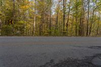 an empty street next to some trees and fallen leaves in the woods of a large wooded area