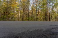 an empty street next to some trees and fallen leaves in the woods of a large wooded area