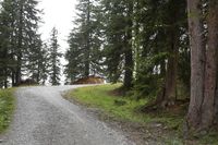 Scenic Road with Trees in Switzerland