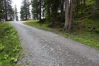 Scenic Road with Trees in Switzerland