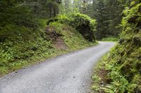 Scenic Road with Trees in Switzerland