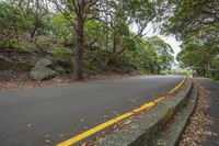 trees along a winding, paved, scenic road in the mountainside area of a tropical resort