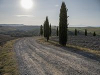 a person walks on a dirt road near a group of trees and some hills in the distance