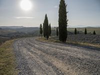 a person walks on a dirt road near a group of trees and some hills in the distance