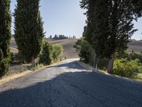 a narrow road is lined with trees on either side and down the street from which is a hillside