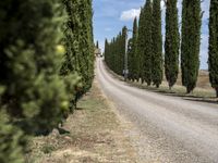 Scenic Road in Tuscany, Italy with Lush Vegetation