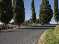 a motorcycle rides down the road between three tall trees and a hill with trees in the background