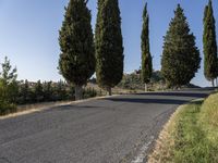 a motorcycle rides down the road between three tall trees and a hill with trees in the background