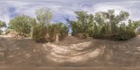 trees on sand dunes and clouds in the sky over land with grass and dirt cover