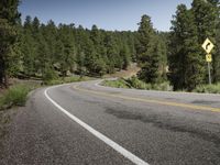 the road has yellow stripes along it, along with tall pine trees and a blue sky