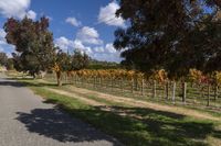 a road leading to a vineyard lined with trees and grass and grass is next to a gravel road