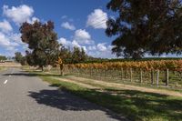 a road leading to a vineyard lined with trees and grass and grass is next to a gravel road