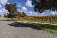 a road leading to a vineyard lined with trees and grass and grass is next to a gravel road