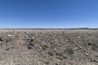 rocks and plants on the side of a road in a barren, dry area near a stop sign