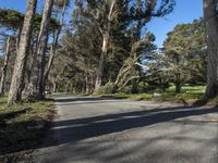 trees lining the roadway along the street on a clear day with bright sunshine on the sky above