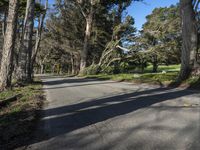 trees lining the roadway along the street on a clear day with bright sunshine on the sky above