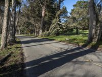 trees lining the roadway along the street on a clear day with bright sunshine on the sky above