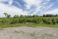 the large field is filled with stones and dirt with trees on the side and clouds in the sky