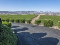 this is a rural road lined with vines and shrubs that appear to be winding around