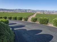 this is a rural road lined with vines and shrubs that appear to be winding around