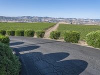 this is a rural road lined with vines and shrubs that appear to be winding around