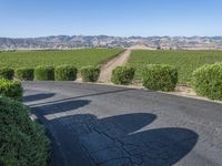 this is a rural road lined with vines and shrubs that appear to be winding around