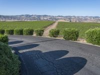 this is a rural road lined with vines and shrubs that appear to be winding around