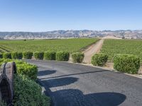 this is a rural road lined with vines and shrubs that appear to be winding around