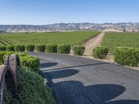 this is a rural road lined with vines and shrubs that appear to be winding around