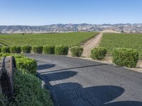 this is a rural road lined with vines and shrubs that appear to be winding around