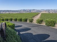 this is a rural road lined with vines and shrubs that appear to be winding around