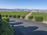 this is a rural road lined with vines and shrubs that appear to be winding around