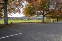 a bench on the side of a paved road surrounded by trees with fall leaves around