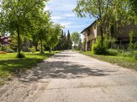 an old road runs through a small village with buildings and trees in the background, while some shrubs are growing