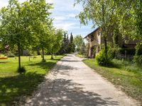 an old road runs through a small village with buildings and trees in the background, while some shrubs are growing