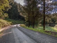 a long winding country road between two trees on either side of the road are green hills and pine trees